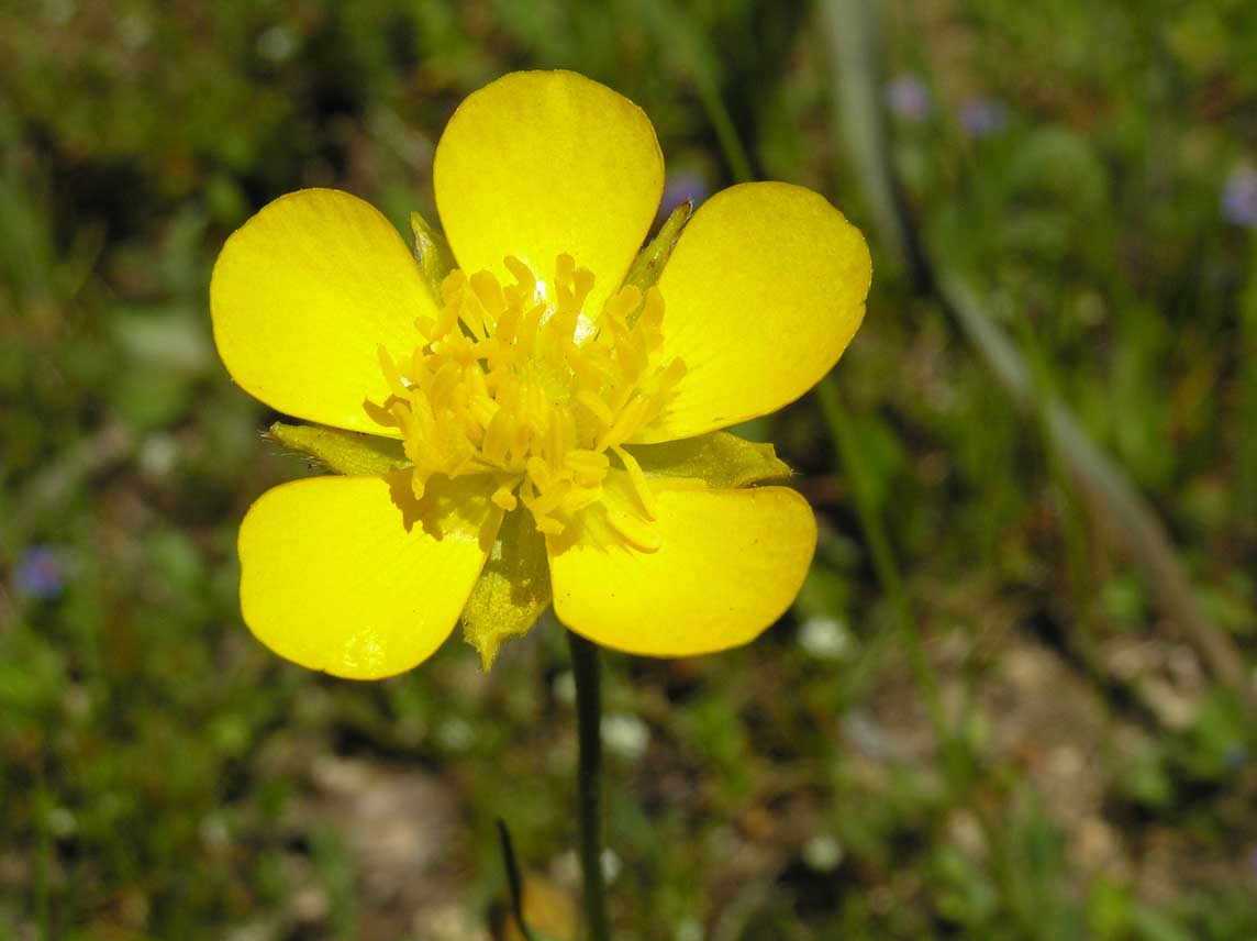 Ranunculus paludosus